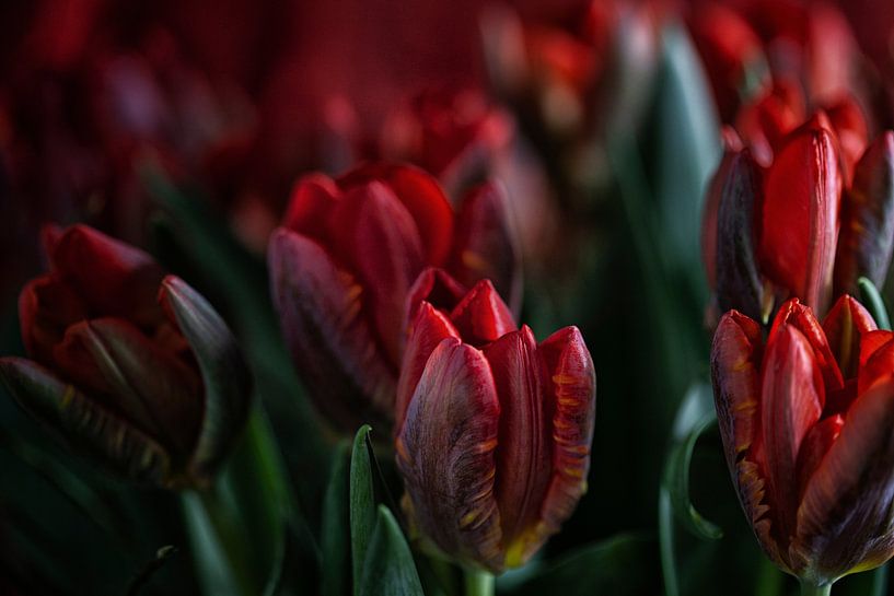 Proof of love by Petra Dreiling-Schewe
