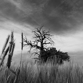 Contrastrijk landschap met een tegenstelling tussen drama en opklaring van Online memories