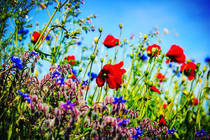 Spring flowers by Jacqueline Zwakenberg