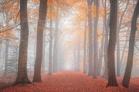 Couleurs d'automne dans la forêt par Stephan Smit Aperçu
