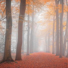 Couleurs d'automne dans la forêt sur Stephan Smit