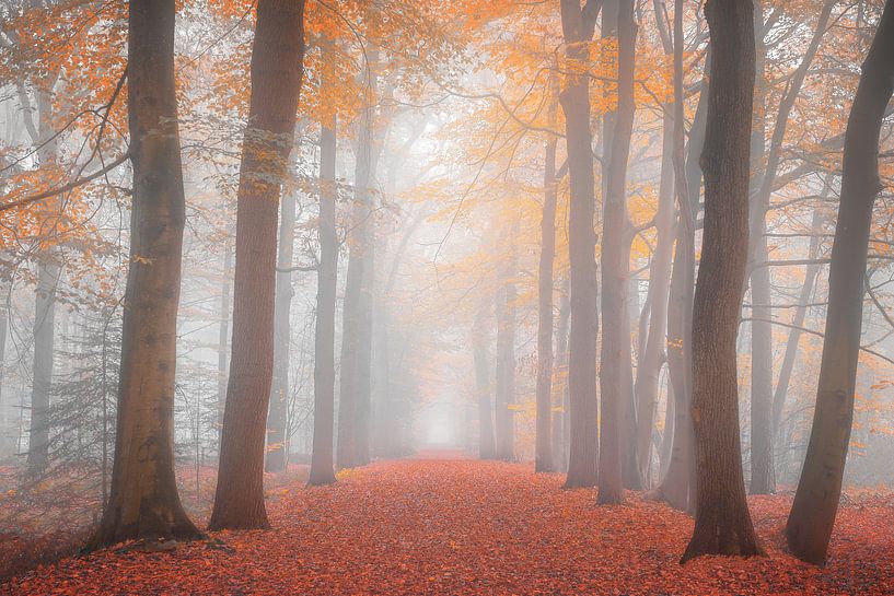 Couleurs d'automne dans la forêt par Stephan Smit