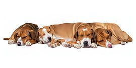 Slapende honden (in de studio) van Cor Schouten