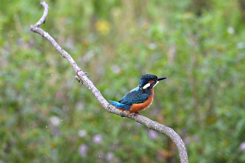 Observant kingfisher by Petra De Jonge