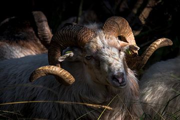 Drenthe heather sheep by Dick Bosman