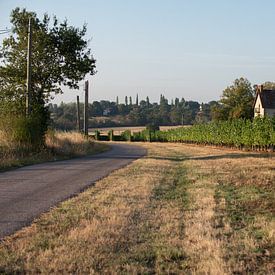 Franse platteland met zicht op een wijngaard sur Marco Bakker