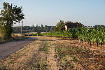 Franse platteland met zicht op een wijngaard