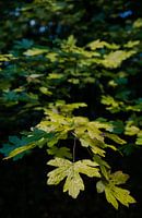 das Flüstern des Herbstes