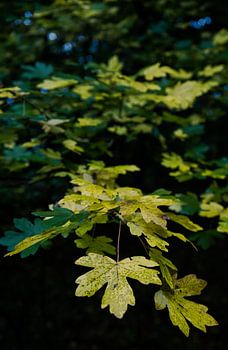 das Flüstern des Herbstes
