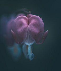 Broken heart by Debby Bierman
