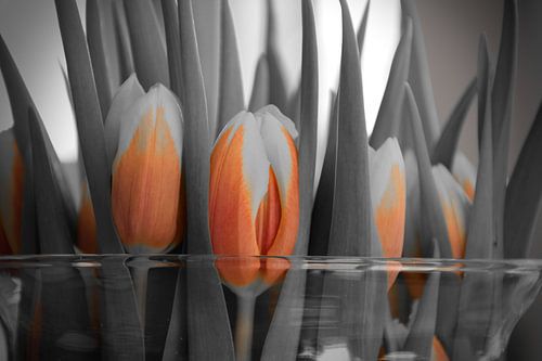 Tulpen ,andere stijl