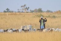 Voyager avec des chèvres et du bétail en tant que nomade au Niger