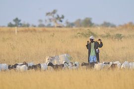 Voyager avec des chèvres et du bétail en tant que nomade au Niger