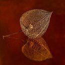 Warme herfstkleuren: Een gouden lampionnetje van Marjolijn van den Berg thumbnail