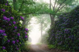 Rhododendrons dans le brouillard