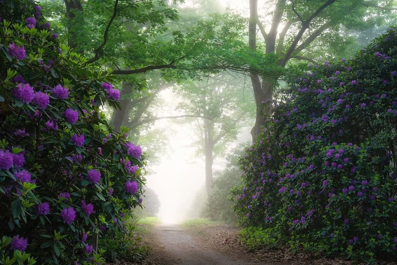 Rhododendrons dans le brouillard par Martin Podt