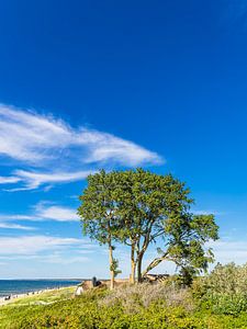 Baum und Haus an der Küste der Ostsee in Ahrenshoop auf dem Fis