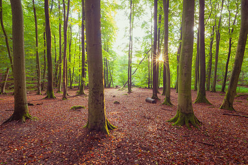 L'automne dans la forêt