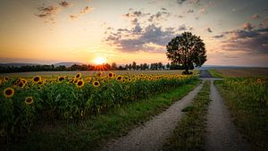 Sonenblumen