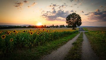 Sunflowers