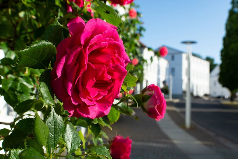 Rote Hochstammrosen am Circus in Putbus auf Rügen von GH Foto & Artdesign
