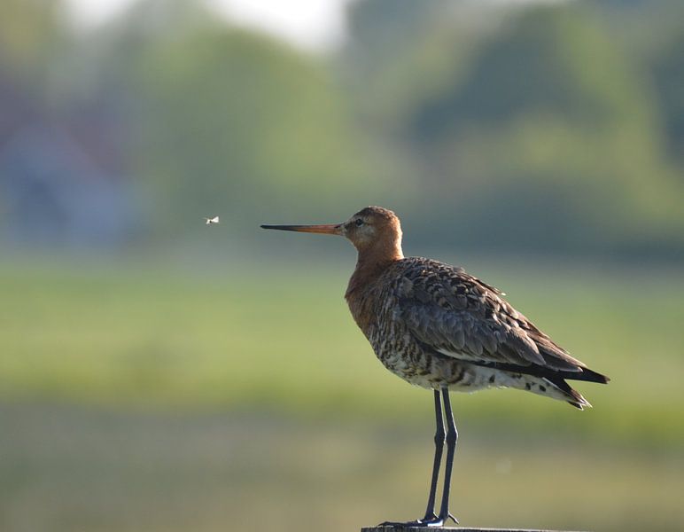 Goed gesprek by Corinne Alferink