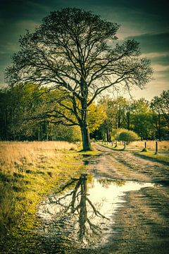 bomen weerspiegelen in het water van Jan Willem Oldenbeuving
