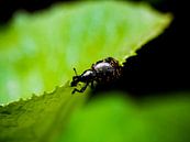Käfer am Blattrand von Stijn Cleynhens Miniaturansicht