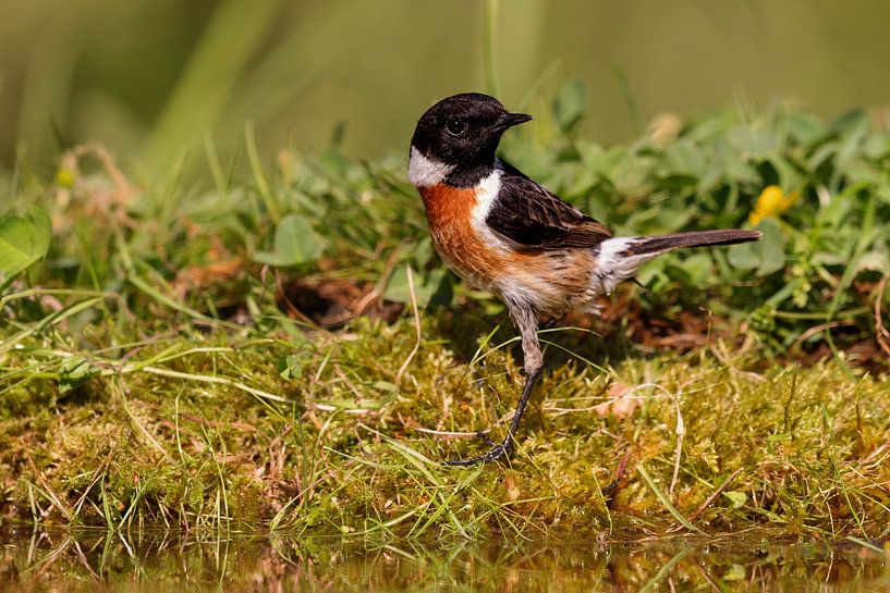 Schwarzkehlchen (Saxicola rubicola) von Dirk Rüter