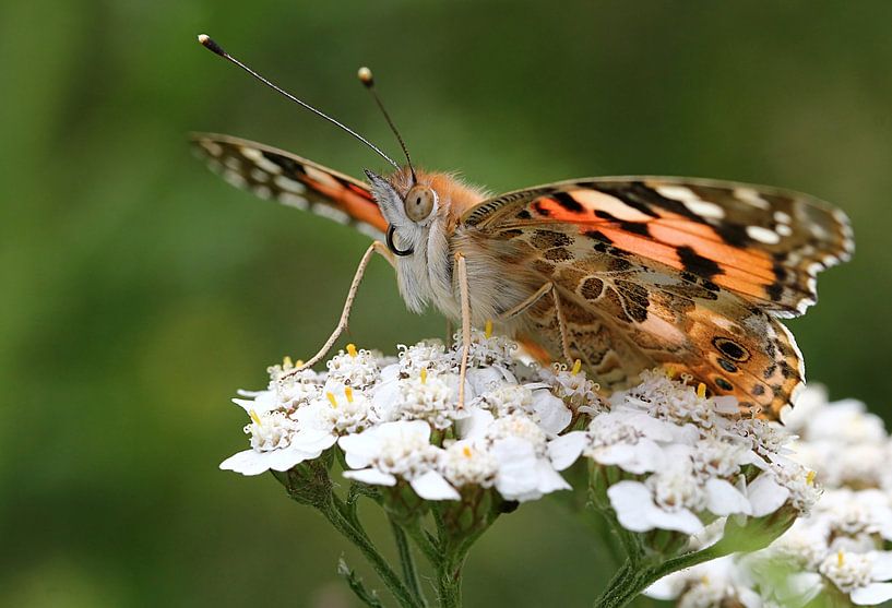 Painted Lady (Vanessa Cardui) butterfly by Ger Bosma