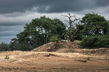 Landschaft der Hoge Veluwe von Roy Kreeftenberg