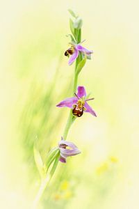 Bijenorchis
