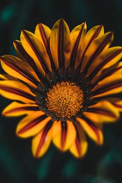 Yellow cactus flower by Shauni van Apeldoorn