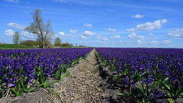 Paars hyacintenveld in Noord-Holland