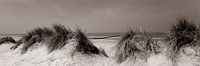 Duinen aan Noordzee van Hans Albers thumbnail