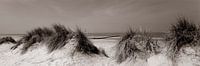 Duinen aan Noordzee