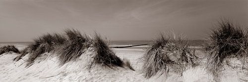 Dunes on the North Sea