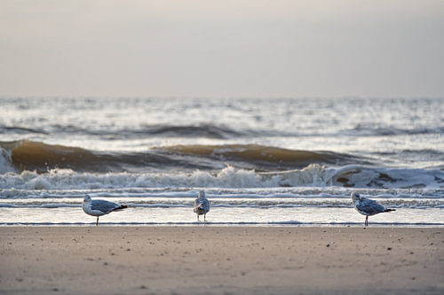 Three seagulls on the North Sea beach