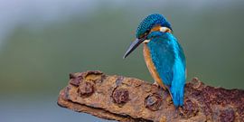 Kingfisher - Industrial setting by Kingfisher.photo - Corné van Oosterhout