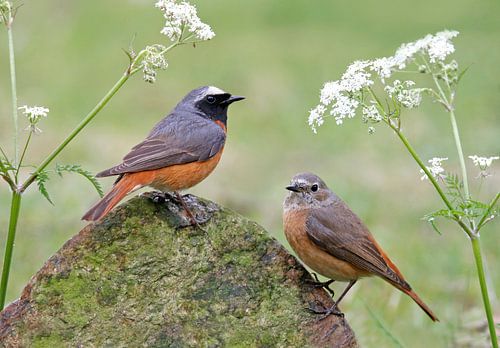Gekraagde roodstaart
