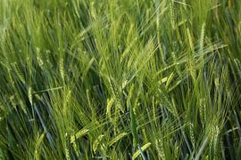 Ähren von Norman Krauß