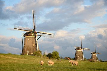 Schafe und drei Windmühlen unter einem bewölkten Himmel