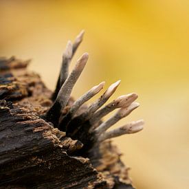 Minuscule mushrooms on a branch by Angélique Vanhauwaert