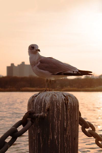 New York City by Hello Pompoyo