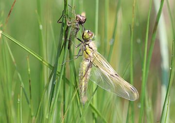 Quatre taches sur Matthias Brix