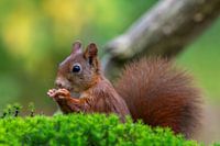 Eekhoorntje in het bos