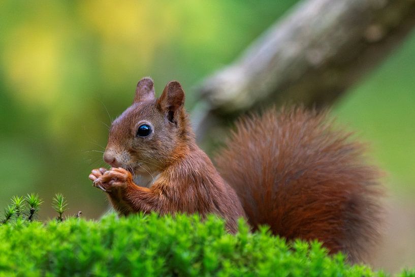 Eekhoorntje in het bos van Wendy van der Klift-Bartelings