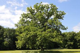 Baum im Sommer im saftigem Grün von Martin Flechsig