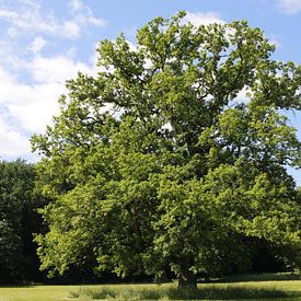 Boom in de zomer, in weelderig groen van Martin Flechsig