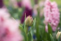 budding tulip